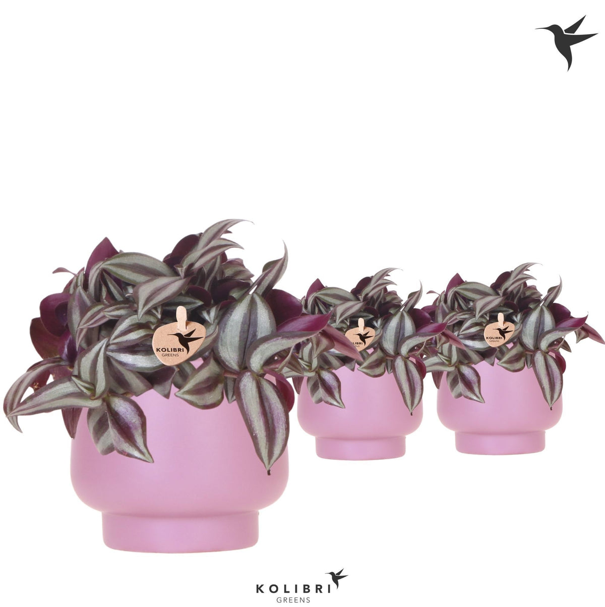 Tradescantia Violet Hill 21cm 9cm Pot