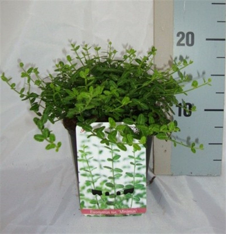 Euonymus Minimus 15cm 13cm Pot