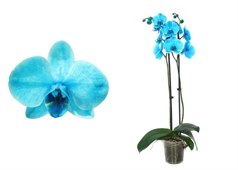 Phalaenopsis Hybrid 55cm 12cm Pot