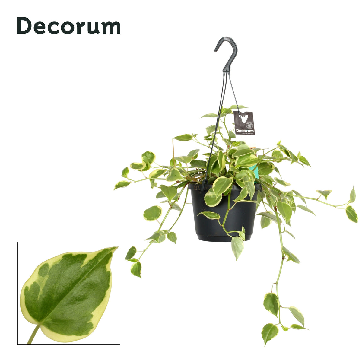 Peperomia scandens variegata 30cm 17cm Pot