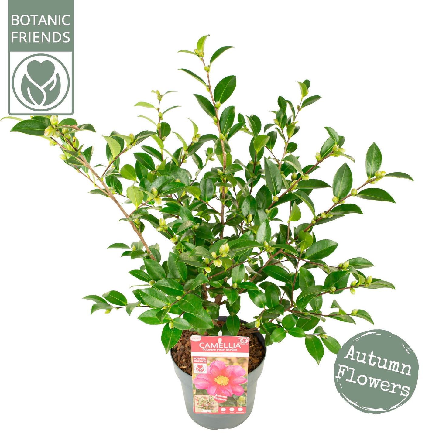 Camellia sasanqua 80cm 19cm Pot