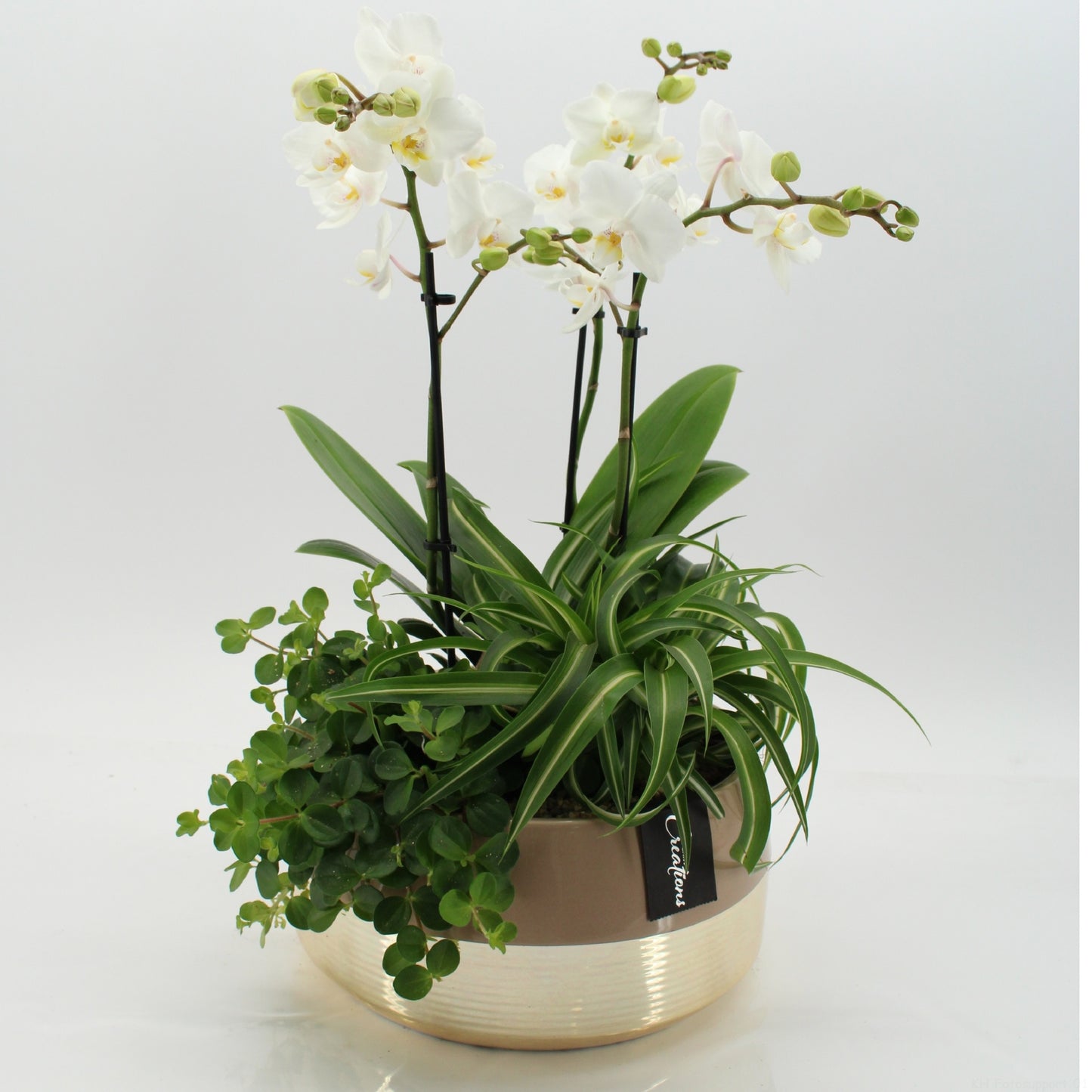 Phalaenopsis arrangement 50cm 25cm Pot