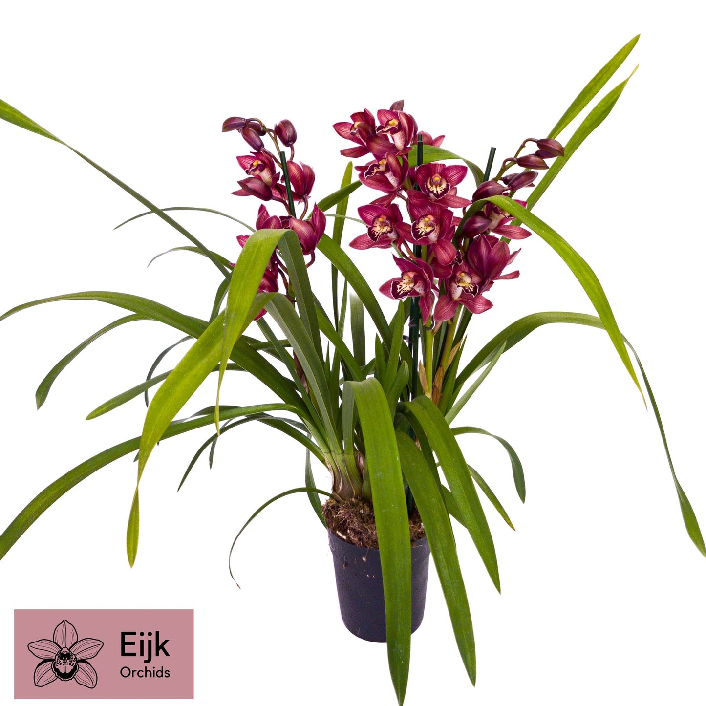 Cymbidium 70cm 14cm Pot