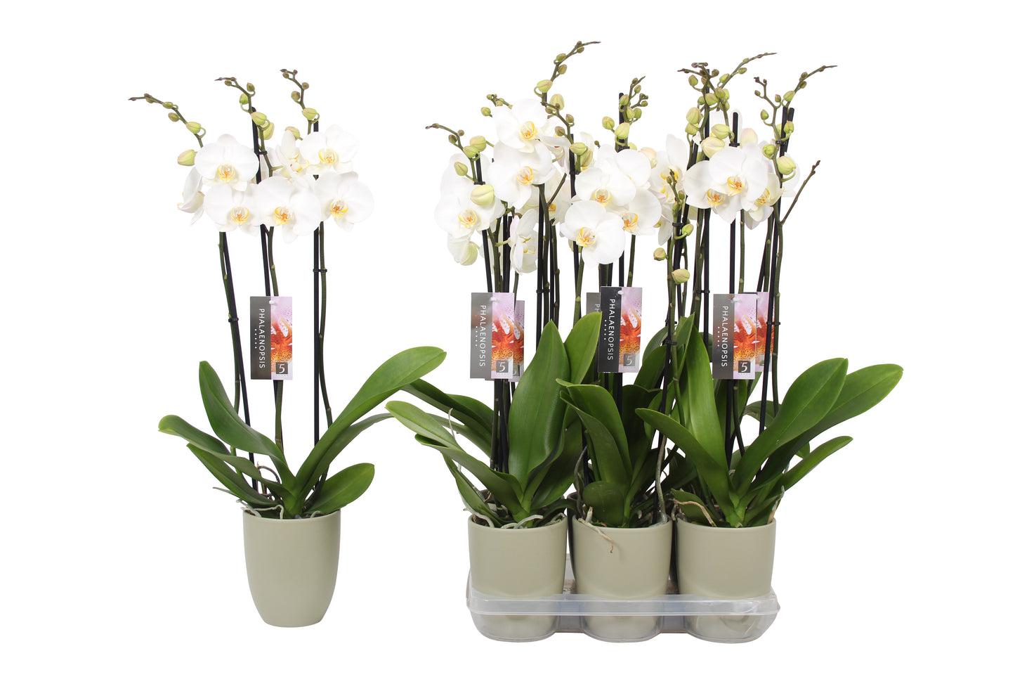 Phalaenopsis white (+ drp.ceramic) 60cm 12cm Pot