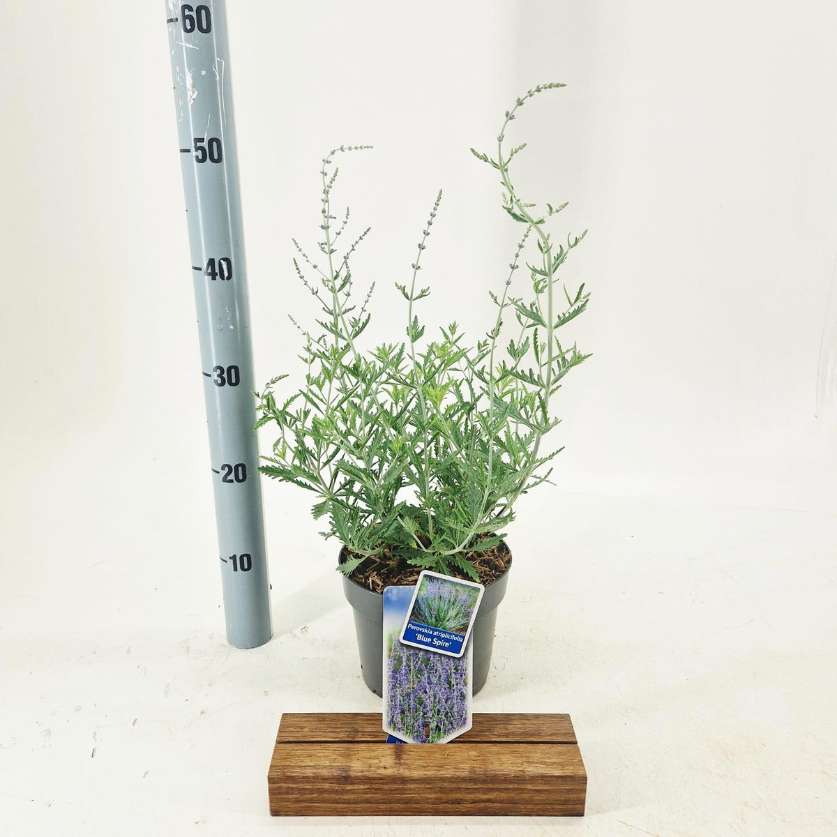 Perovskia Blue Spire 30cm 17cm Pot