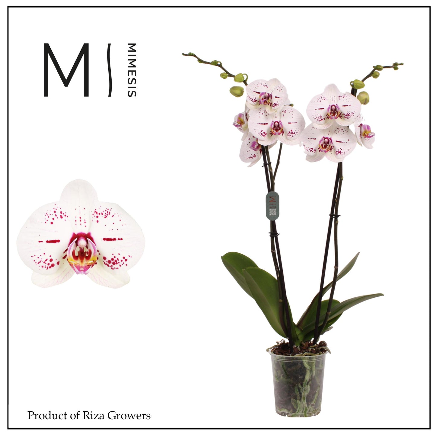 Riza Ter Laak Orchios Phalaenopsis Allurion Pack of 10