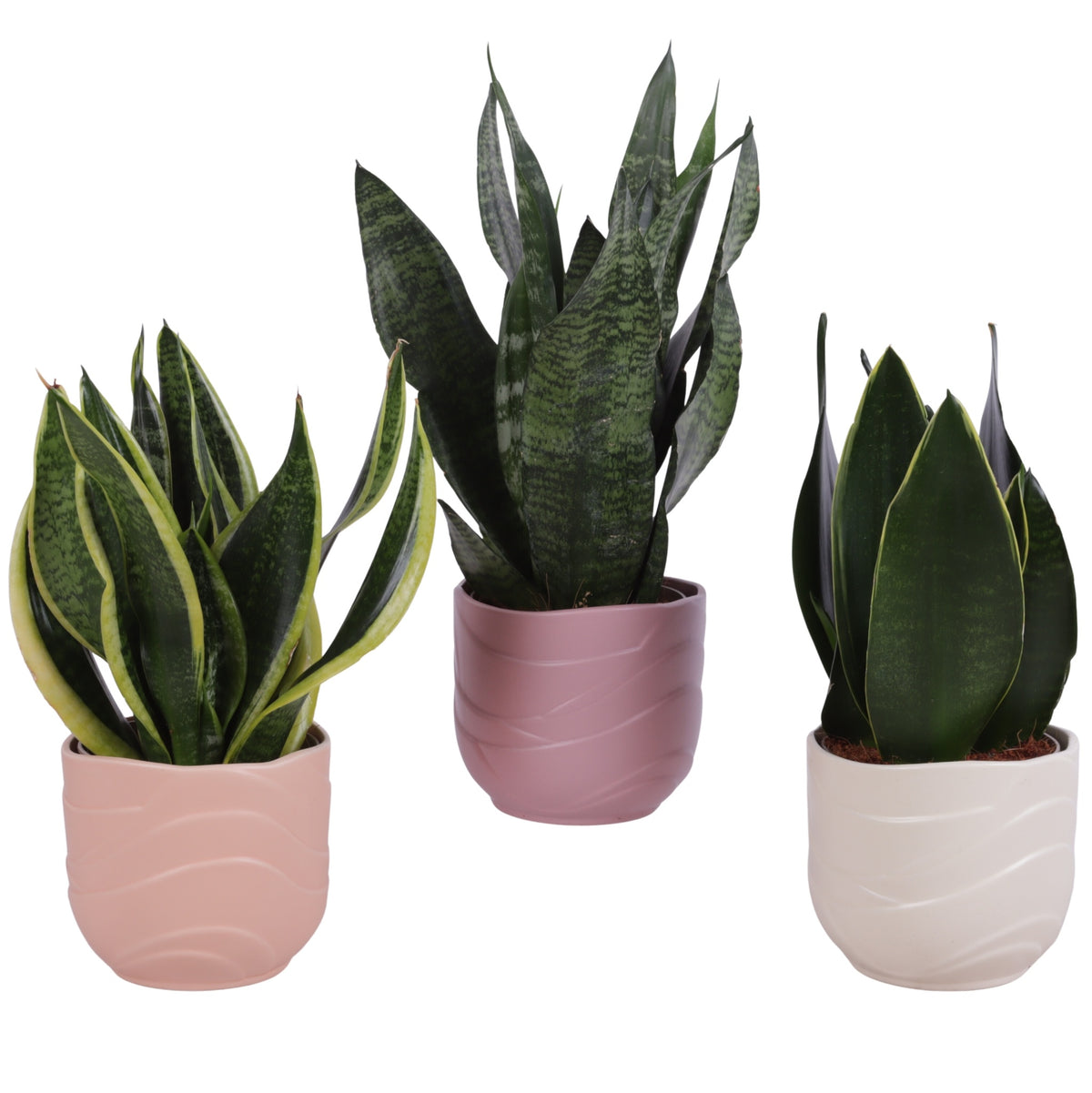 Sansevieria trifasciata 35cm 14cm Pot