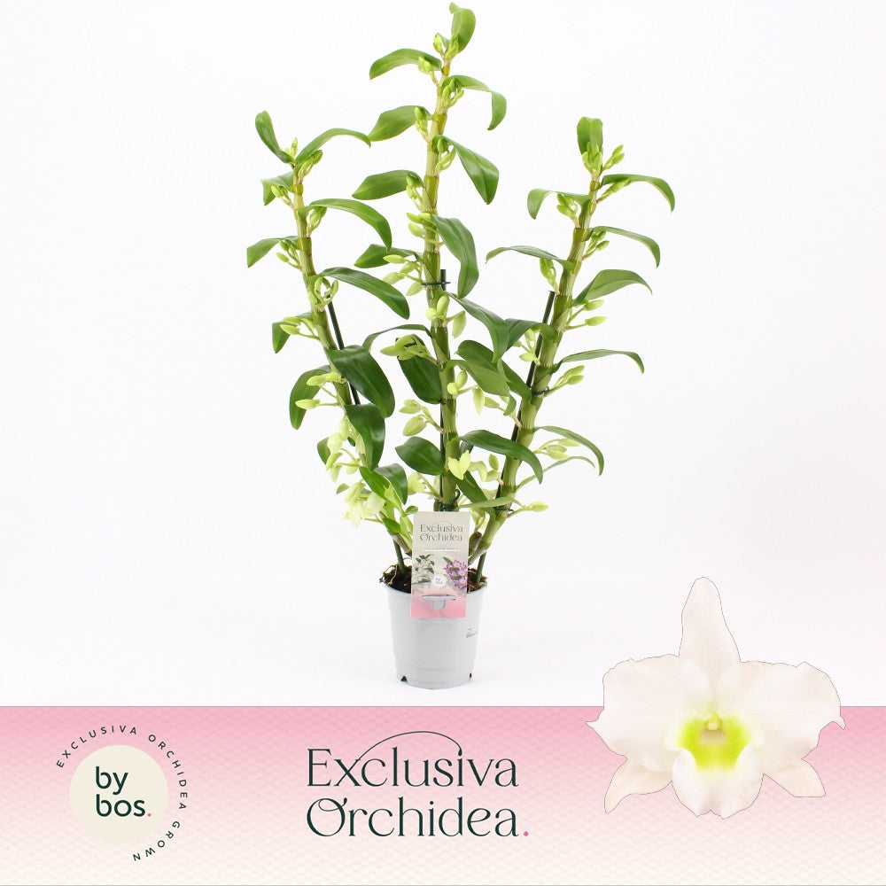 Dendrobium Apollon 65cm 12cm Pot