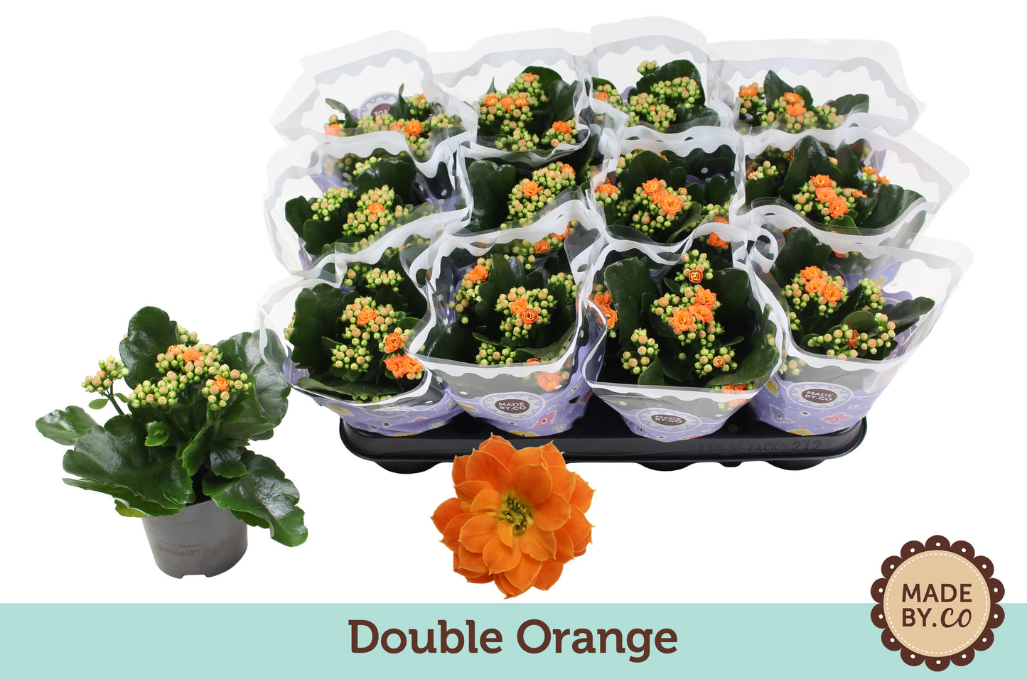 Kalanchoe double Demeter Orange 19cm 9cm Pot