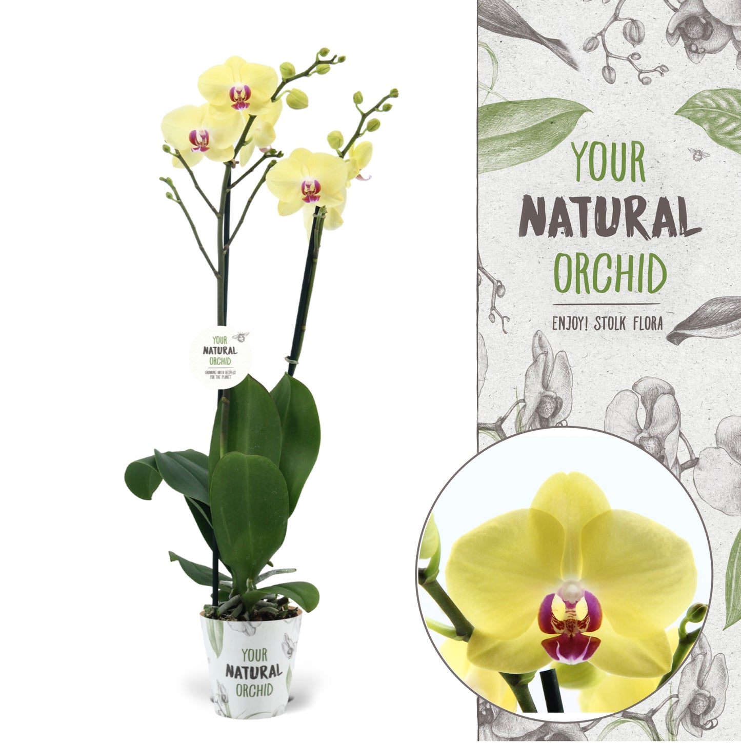Phalaenopsis Modena 60cm 12cm Pot