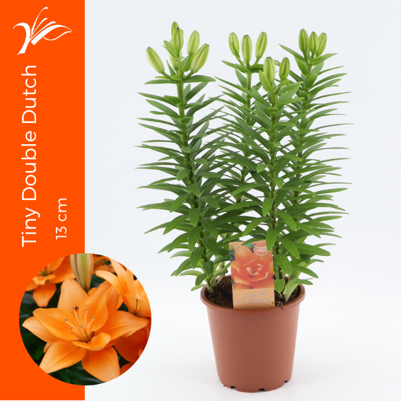 Lilium az. Tiny Double Dutch 38cm 13cm Pot