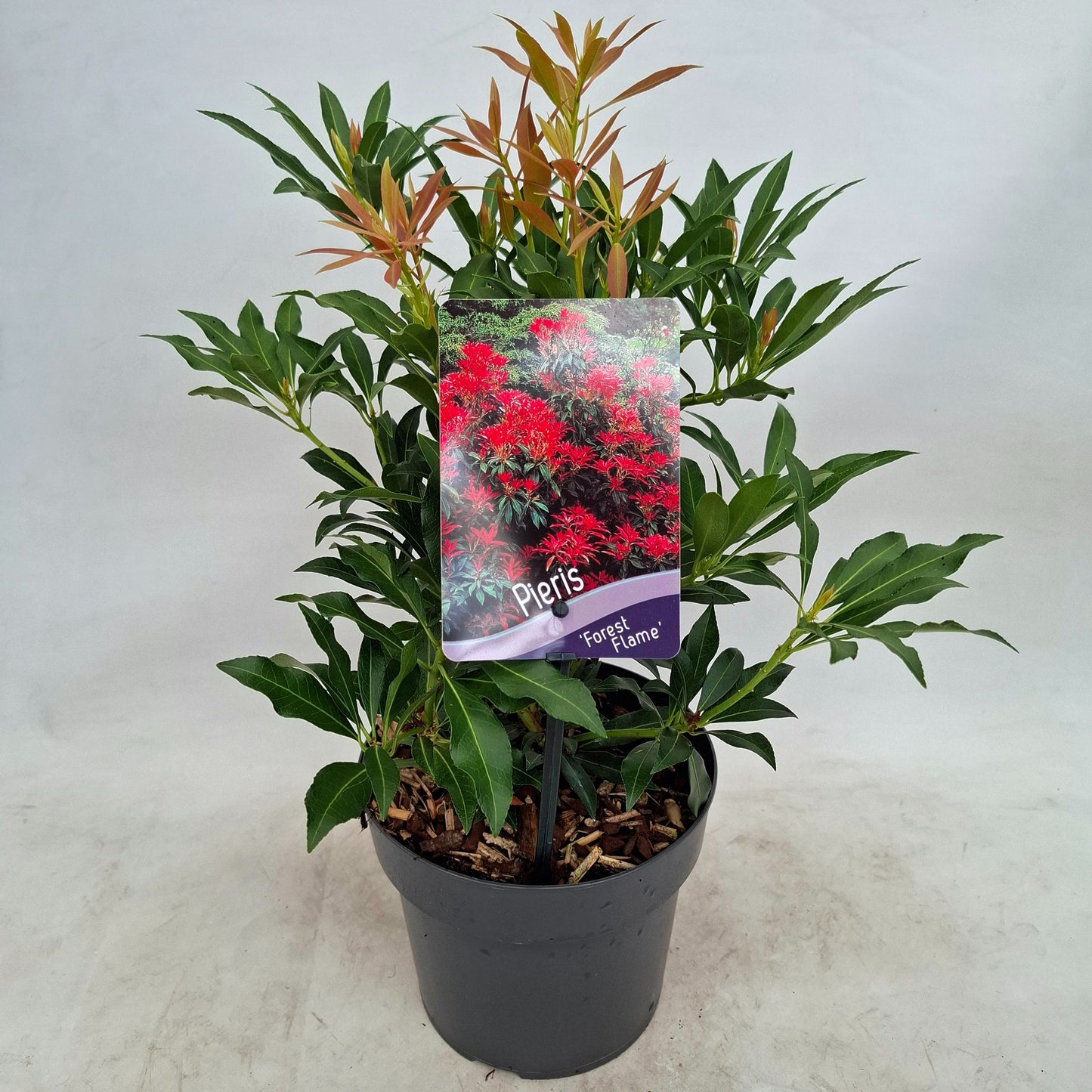 J.C.A.M. van Acht Pieris japonica Forest Flame Pack of 6