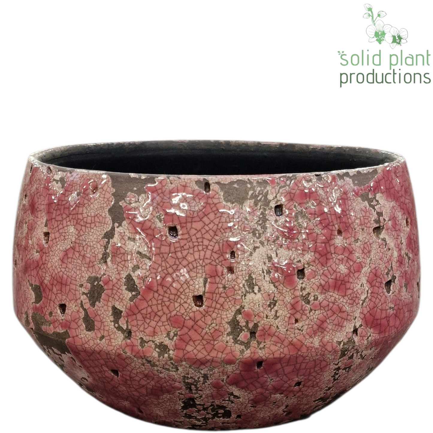 Solid Plant Productions C122 Aurora Hard Pink Mini Pack of 8