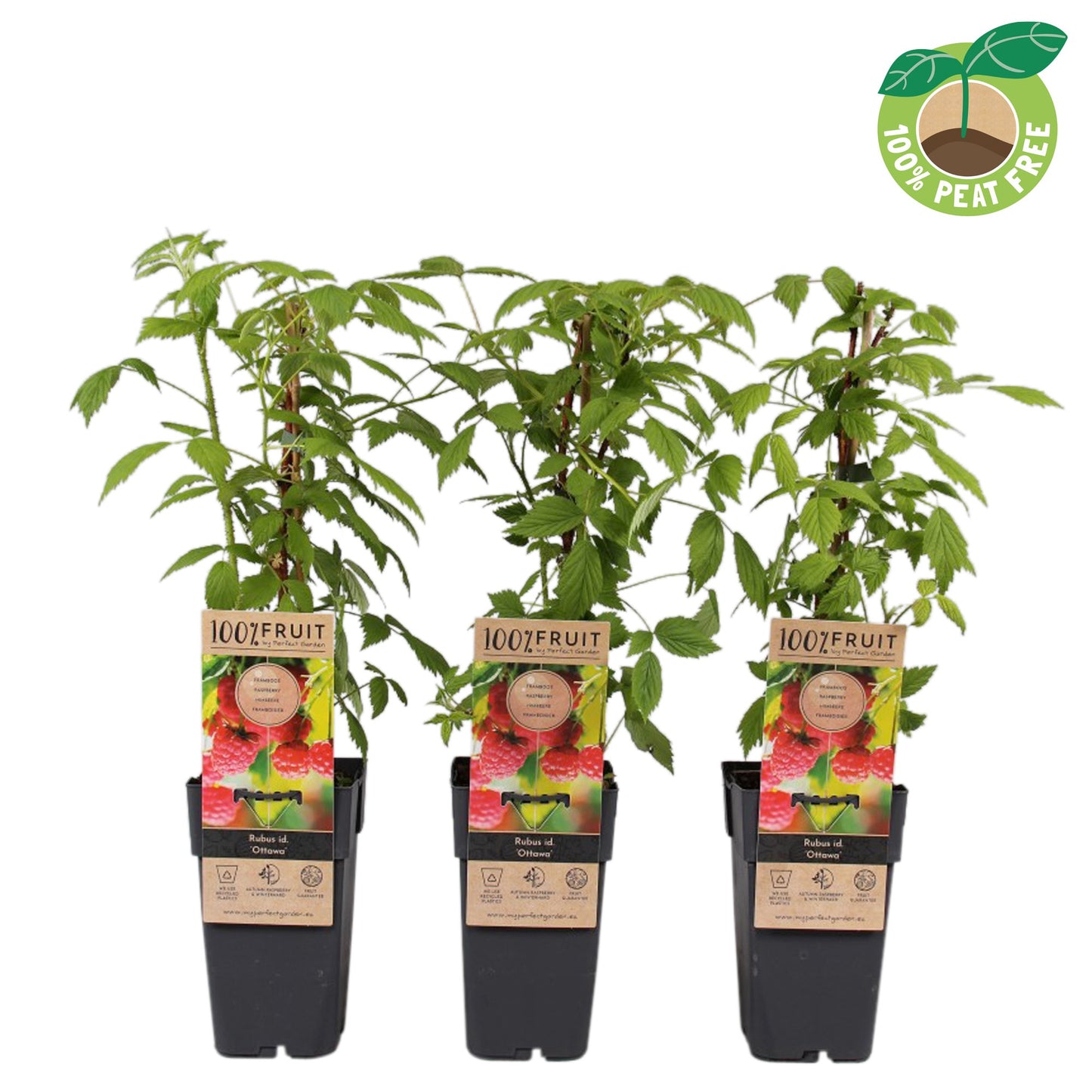 Rubus id. Ottawa 50cm 15cm Pot