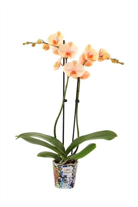 Phalaenopsis Hybrid 55cm 12cm Pot