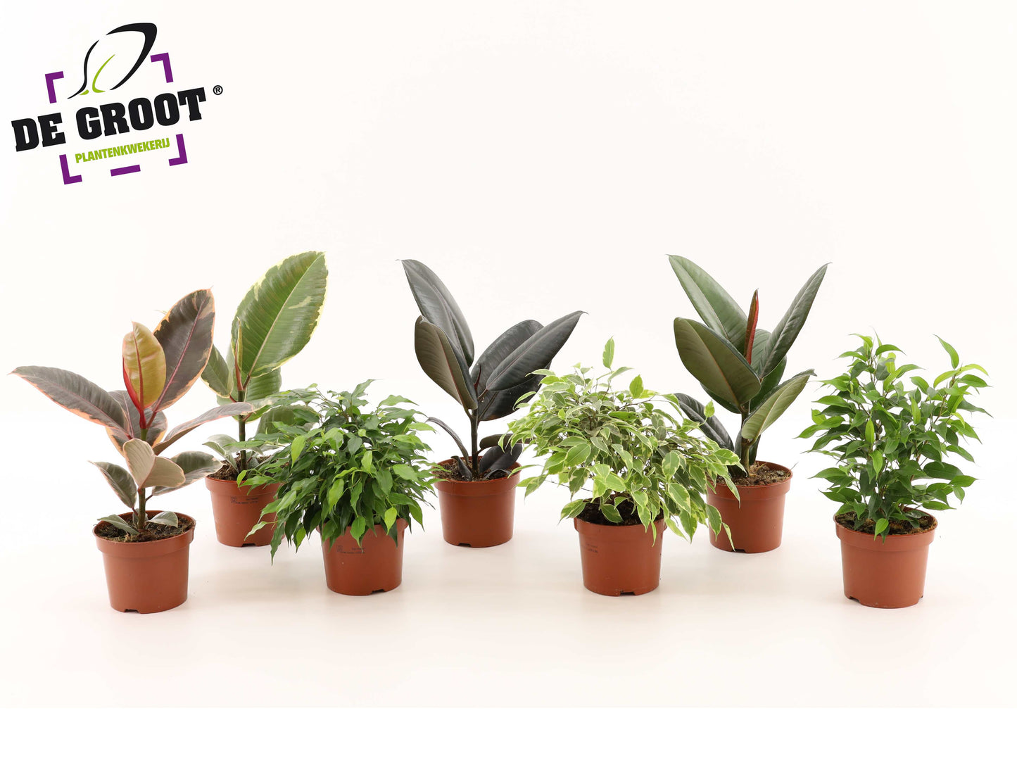 Ficus mix 25cm 12cm Pot