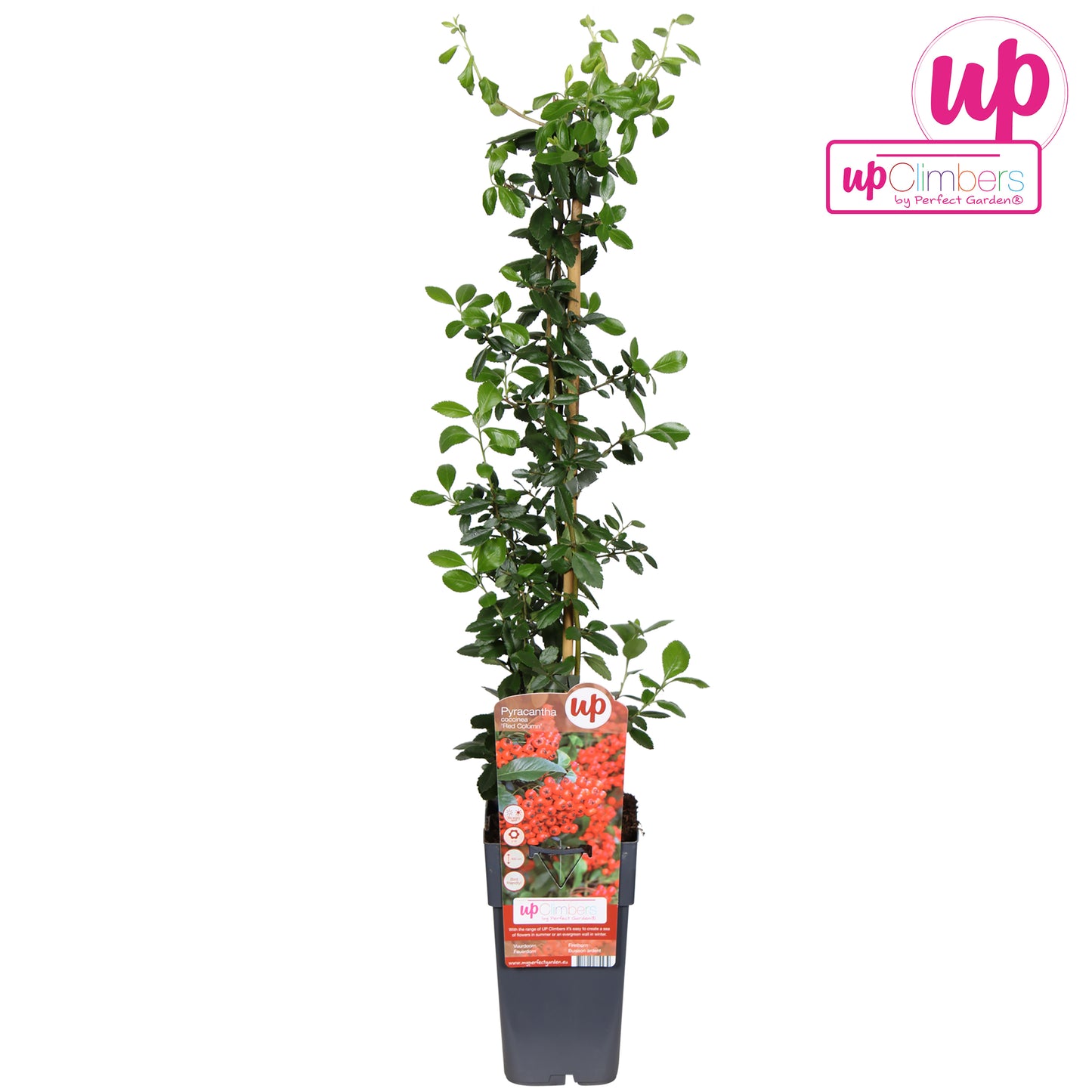 Pyracantha Red Column 65cm 15cm Pot
