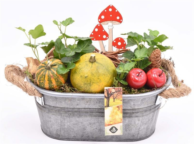 arr. Sierfruit 26cm Pot