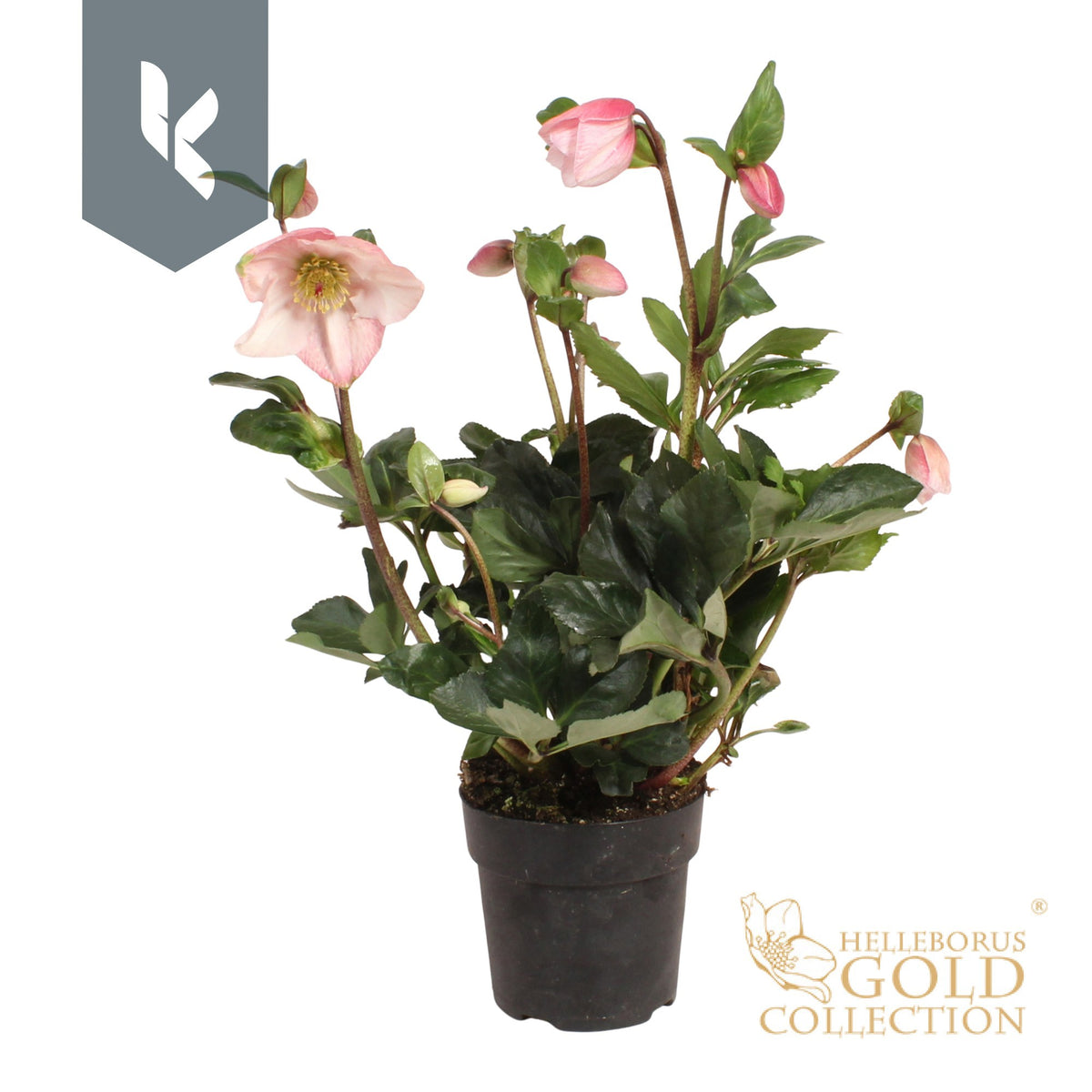 Helleborus Winter Ballet Katie 50cm 15cm Pot