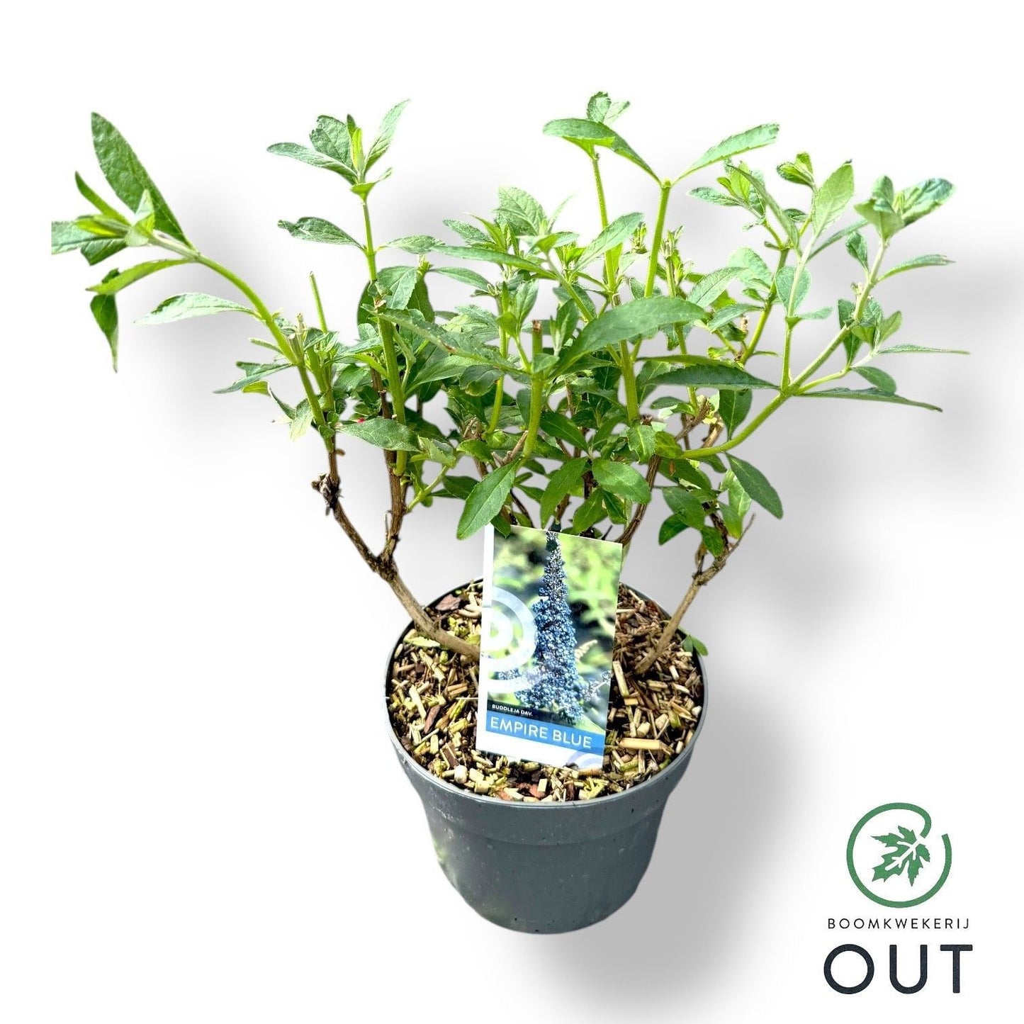 Buddleja davidii Empire Blue 50cm 19cm Pot
