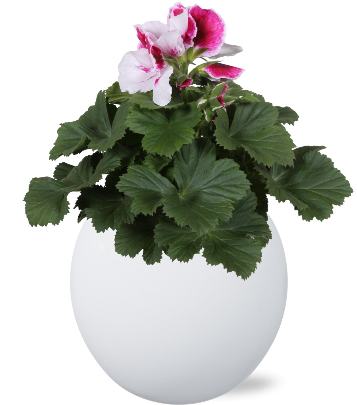 Pelargonium gr. white 25cm 12cm Pot