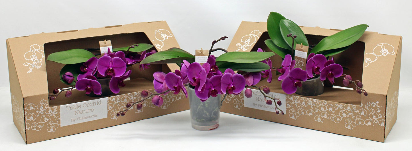Phalaenopsis purple 35cm 12cm Pot