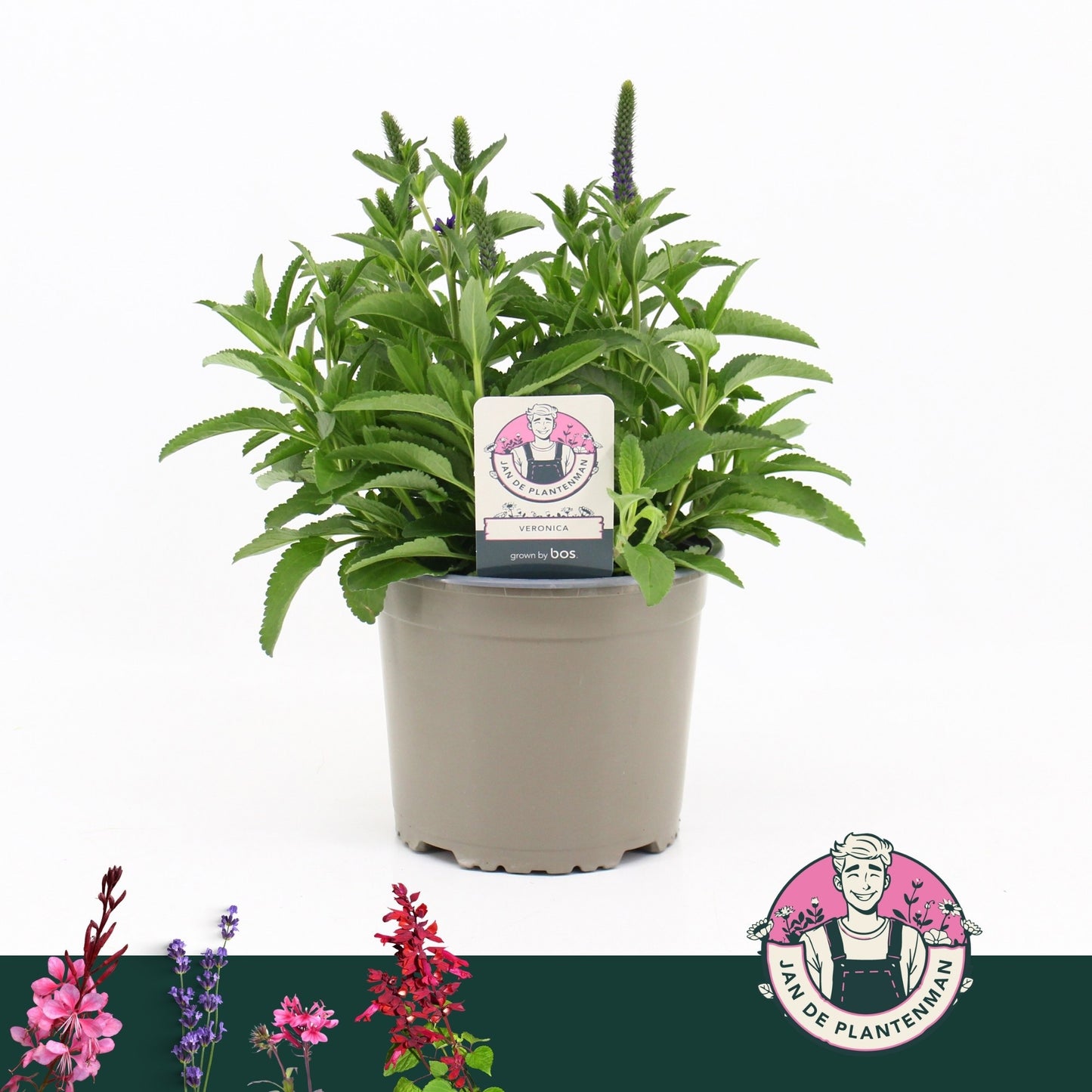 Veronica spic. Anniversary Blue 35cm 17cm Pot