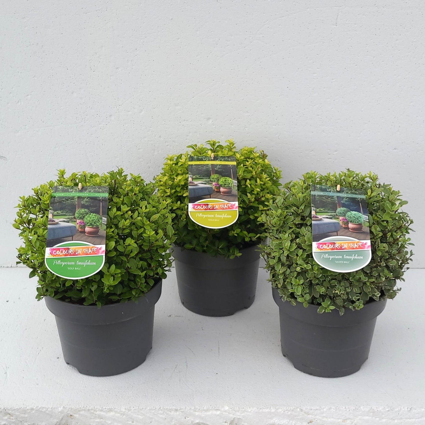 Pittosporum tenuifolium 40cm 23cm Pot
