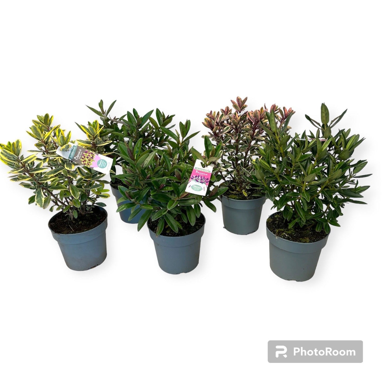 Hebe Addenda mix green+ variegated 50cm 17cm Pot