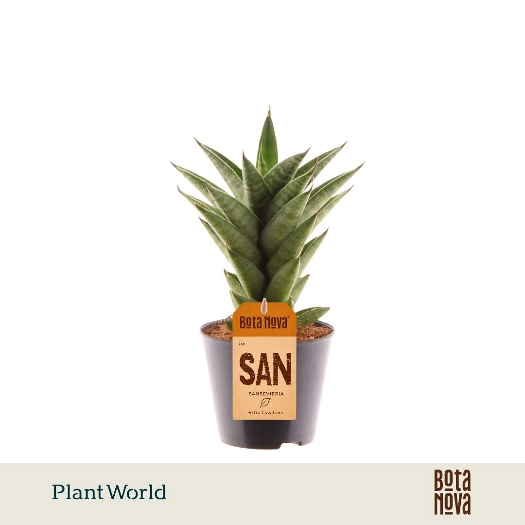 Sansevieria cylindrica 25cm 8.5cm Pot