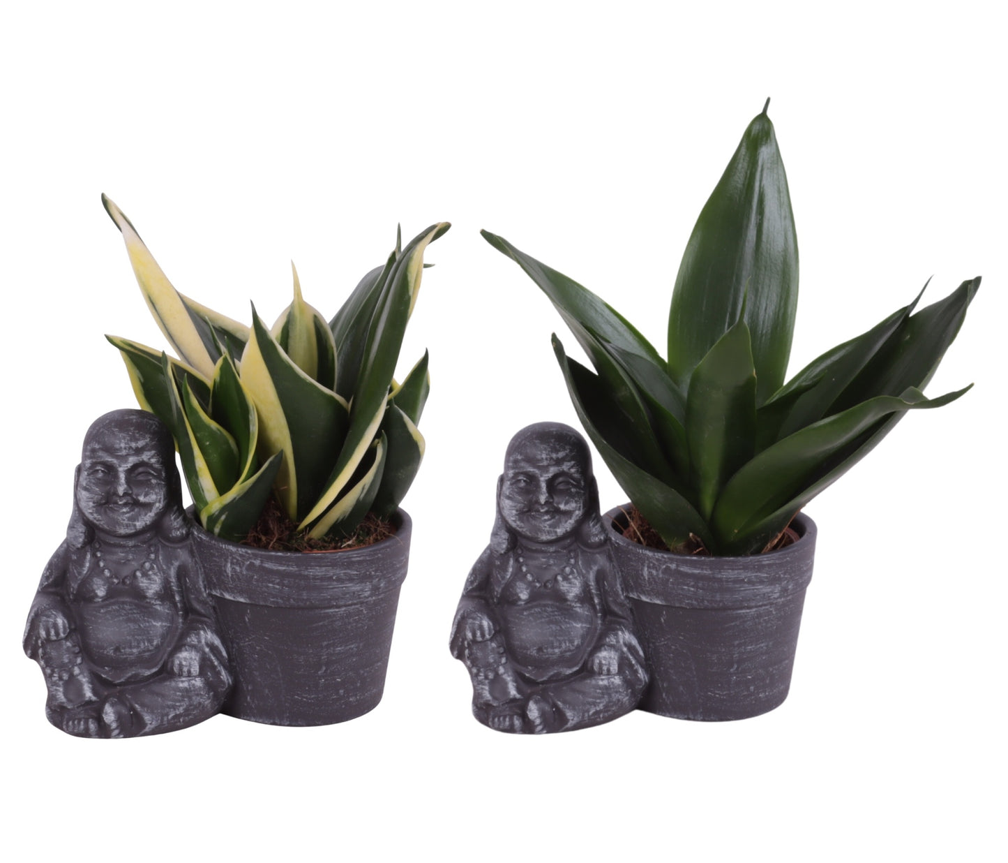 Sansevieria trifasciata 20cm 13cm Pot