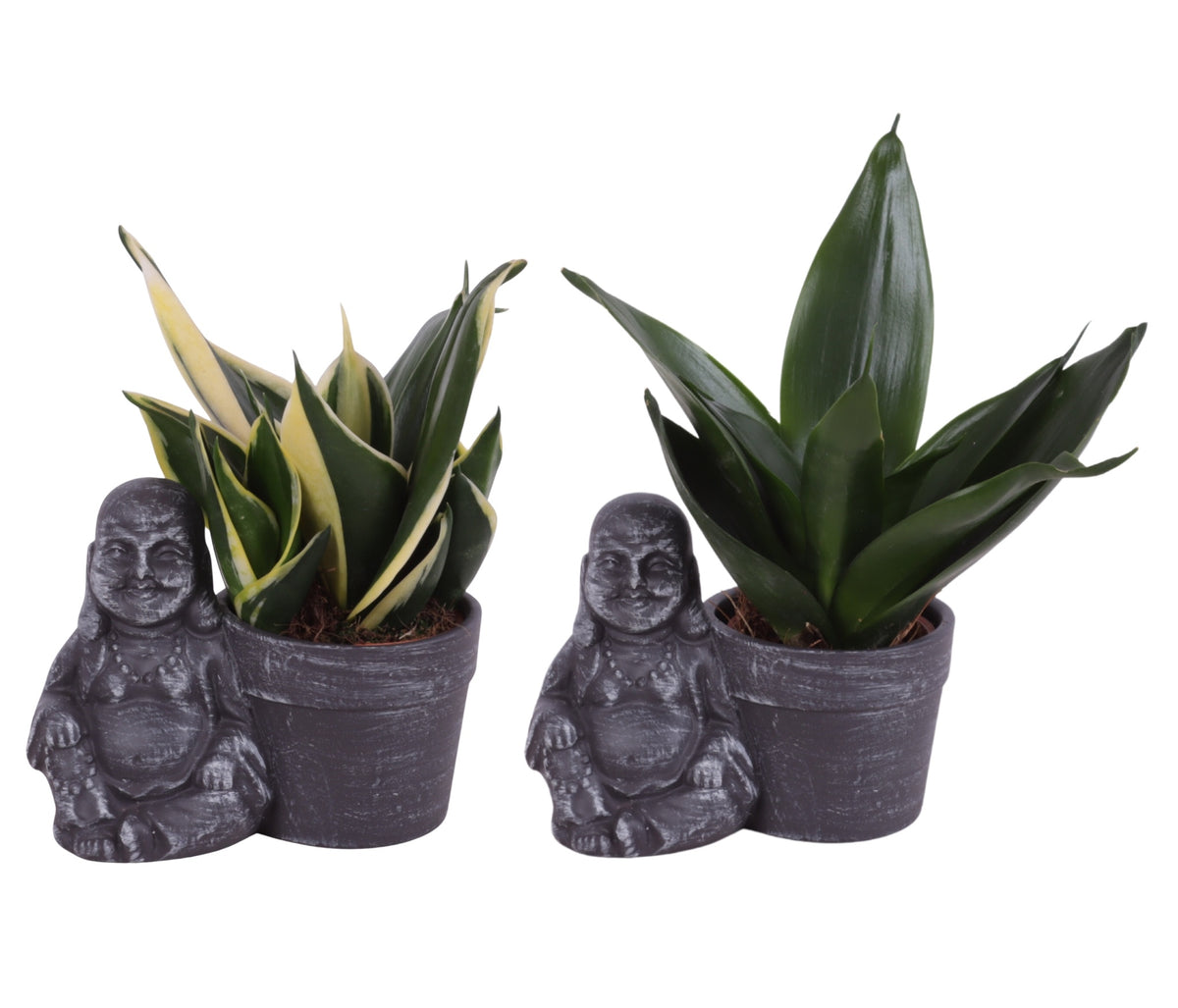 Sansevieria trifasciata 20cm 13cm Pot