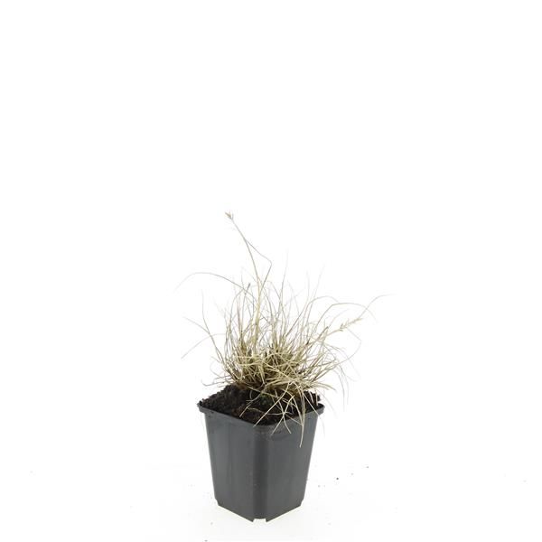 Pennisetum Little Bunny 5cm 9cm Pot