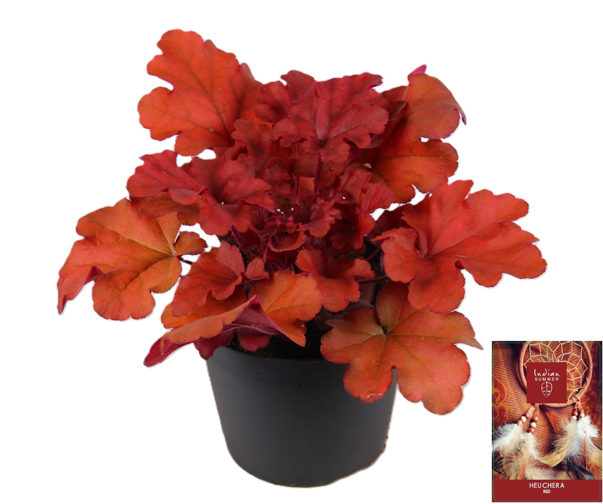 Heuchera Indian Summer red 25cm 15cm Pot