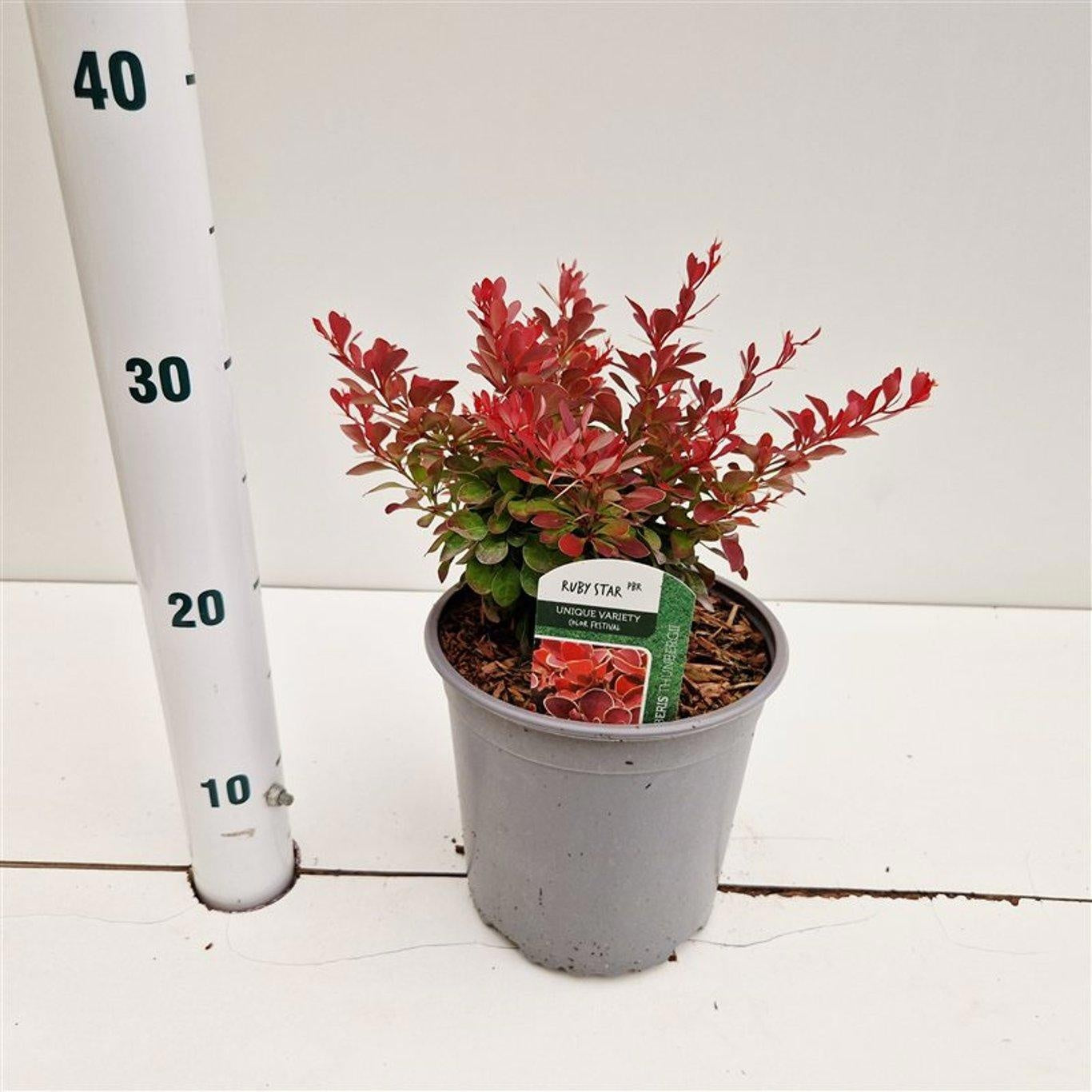 Berberis thunbergii 25cm 17cm Pot