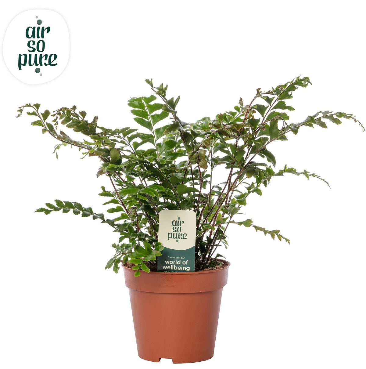 Didymochlaena truncatula 35cm 12cm Pot