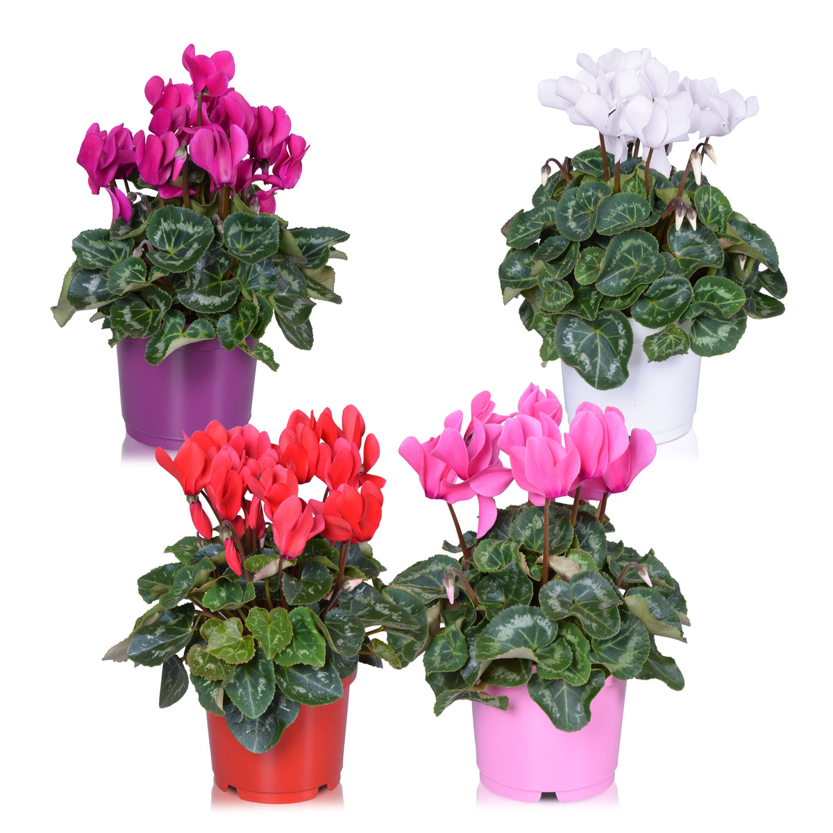 Cyclamen Allure mix 25cm 12cm Pot