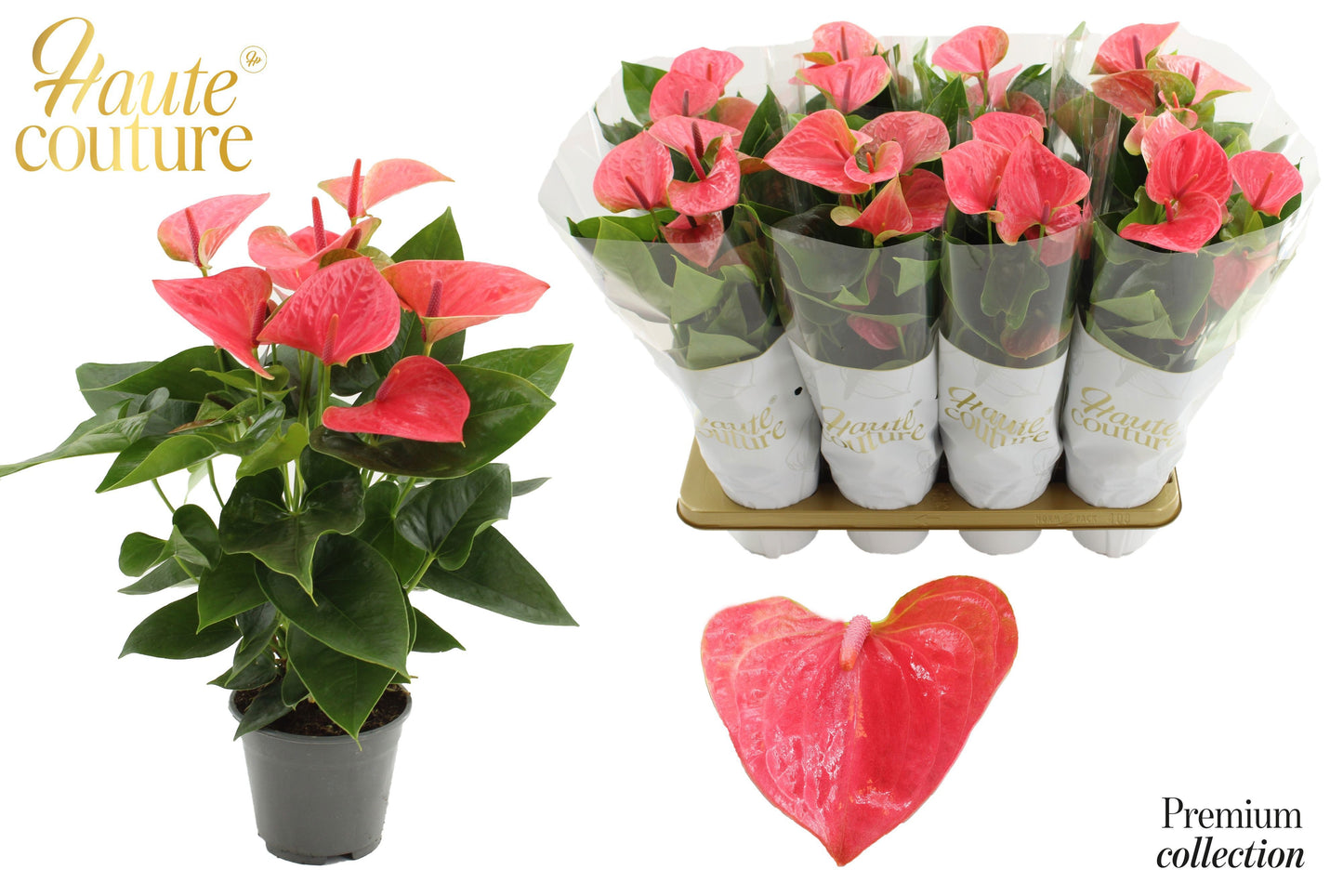 Houwenplant Anthurium Sweet Dream Pack of 7