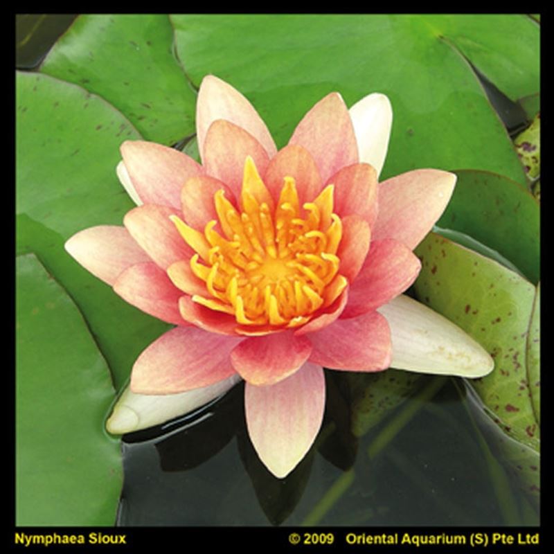 Nymphaea Aurora 30cm 11cm Pot