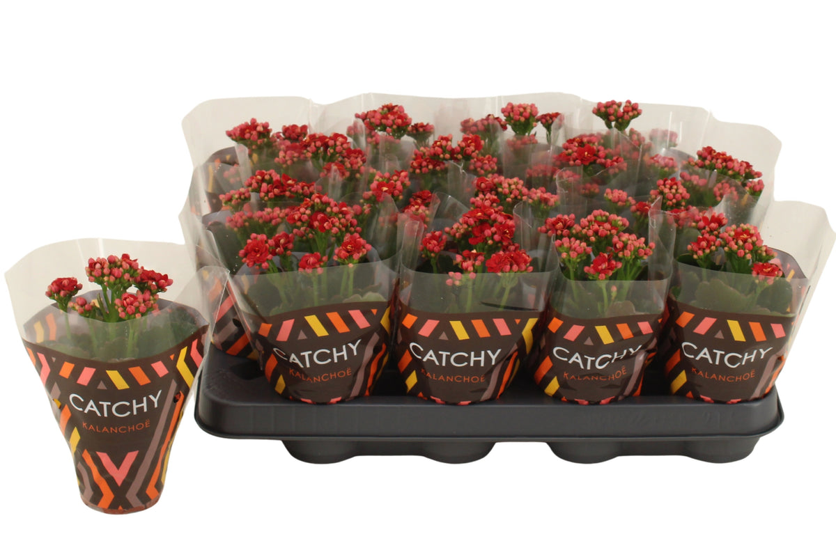 Kalanchoe double red 15cm 8cm Pot