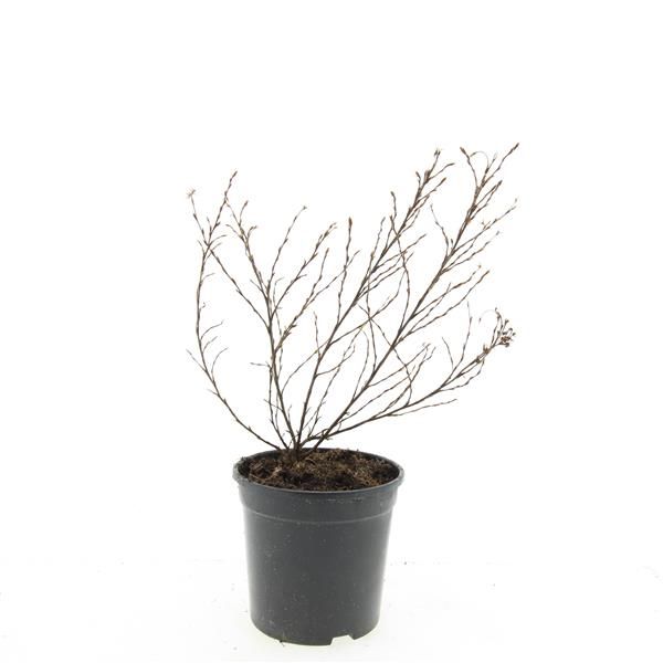 Potentilla frut. Tangerine 25cm 14cm Pot