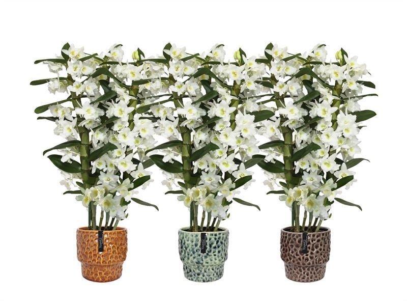 Dendrobium nobile white bow 55cm 12cm Pot