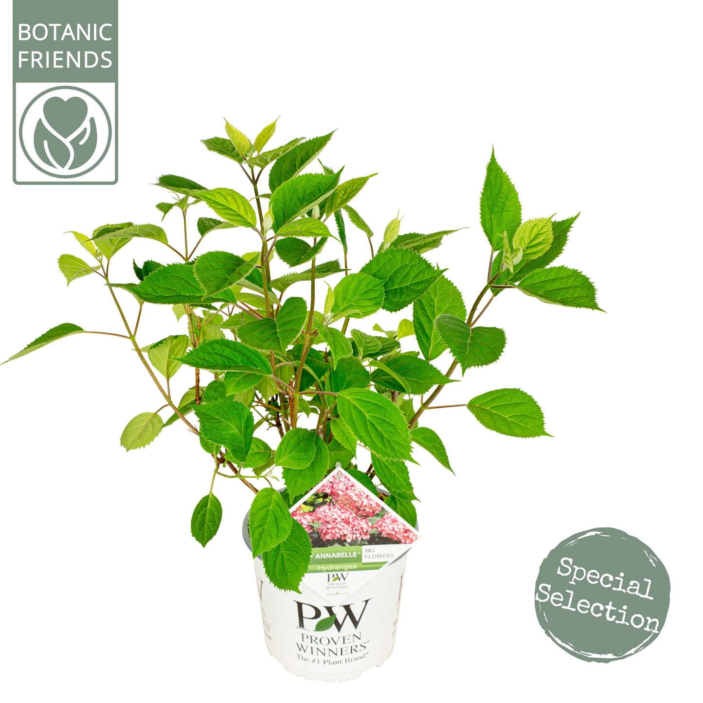 Hydrangea arborescens mix 45cm 19cm Pot