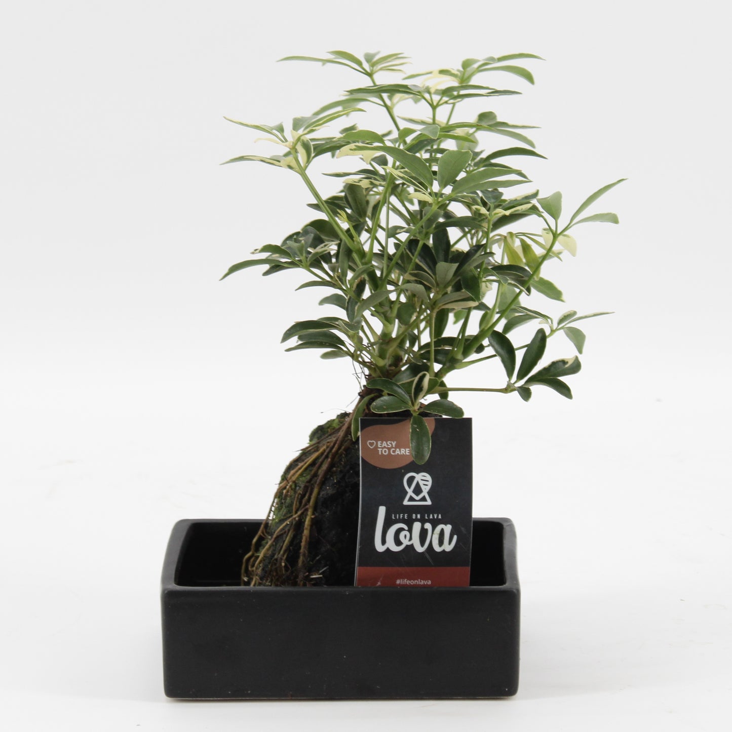 Indoor green arrangement 35cm 17cm Pot