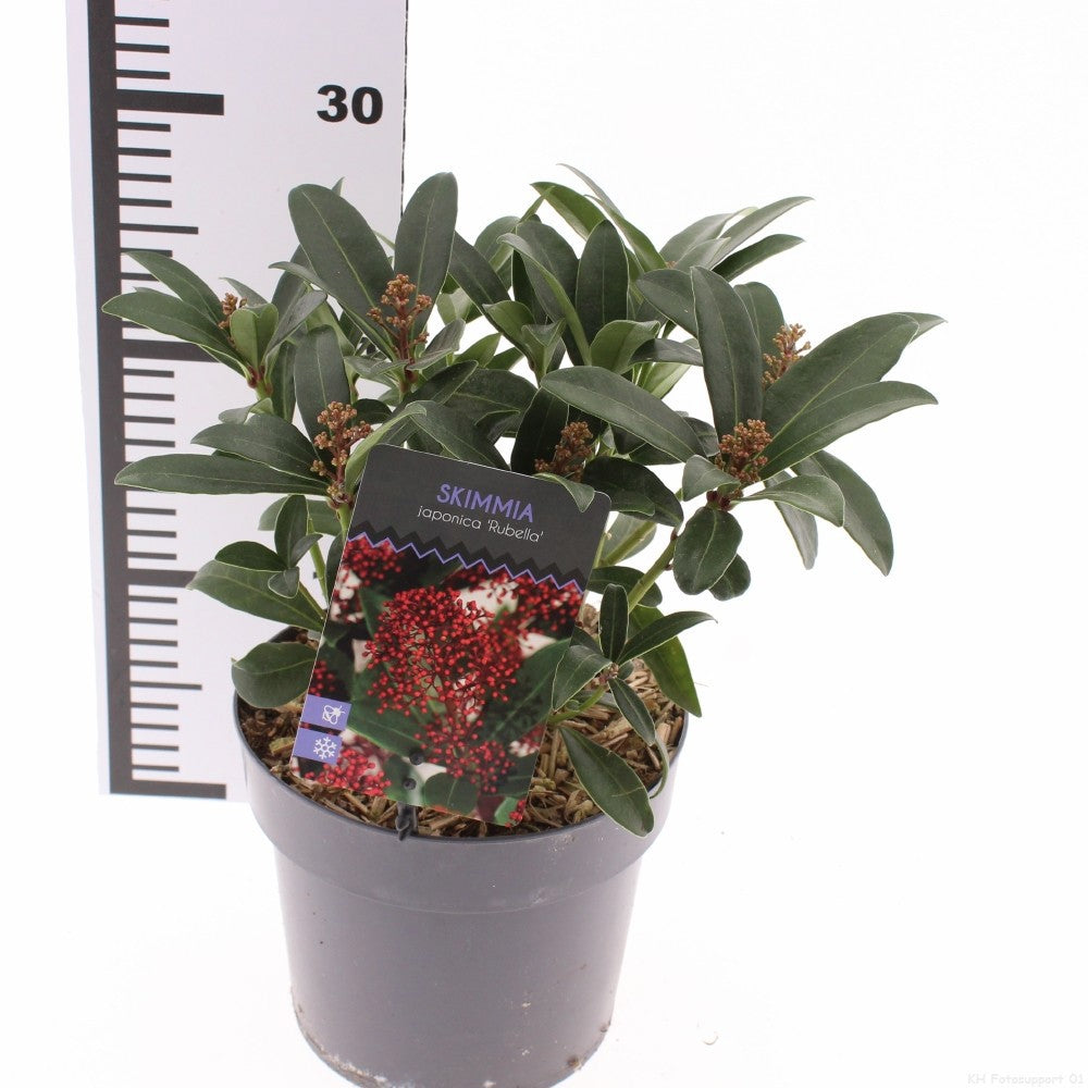 Skimmia japonica Rubella 30cm 17cm Pot