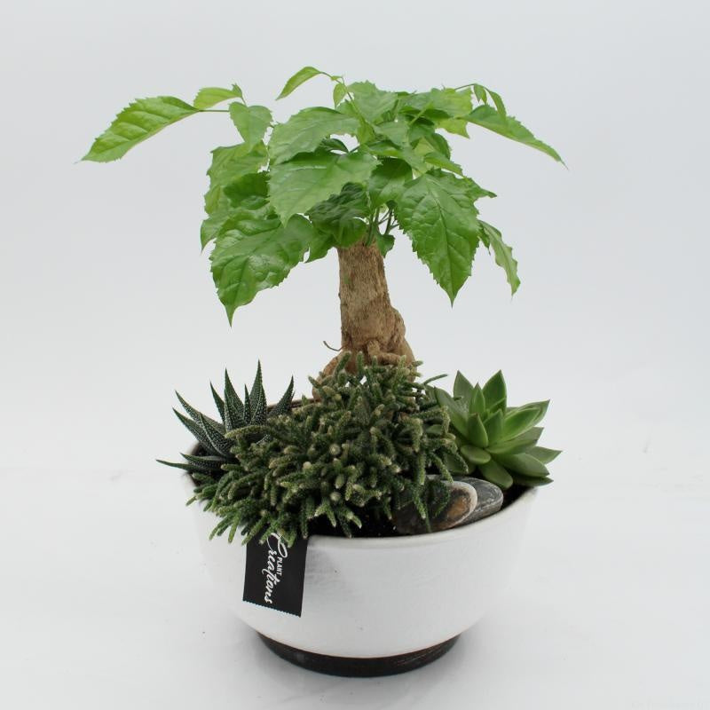 Indoor green arrangement 45cm 22cm Pot