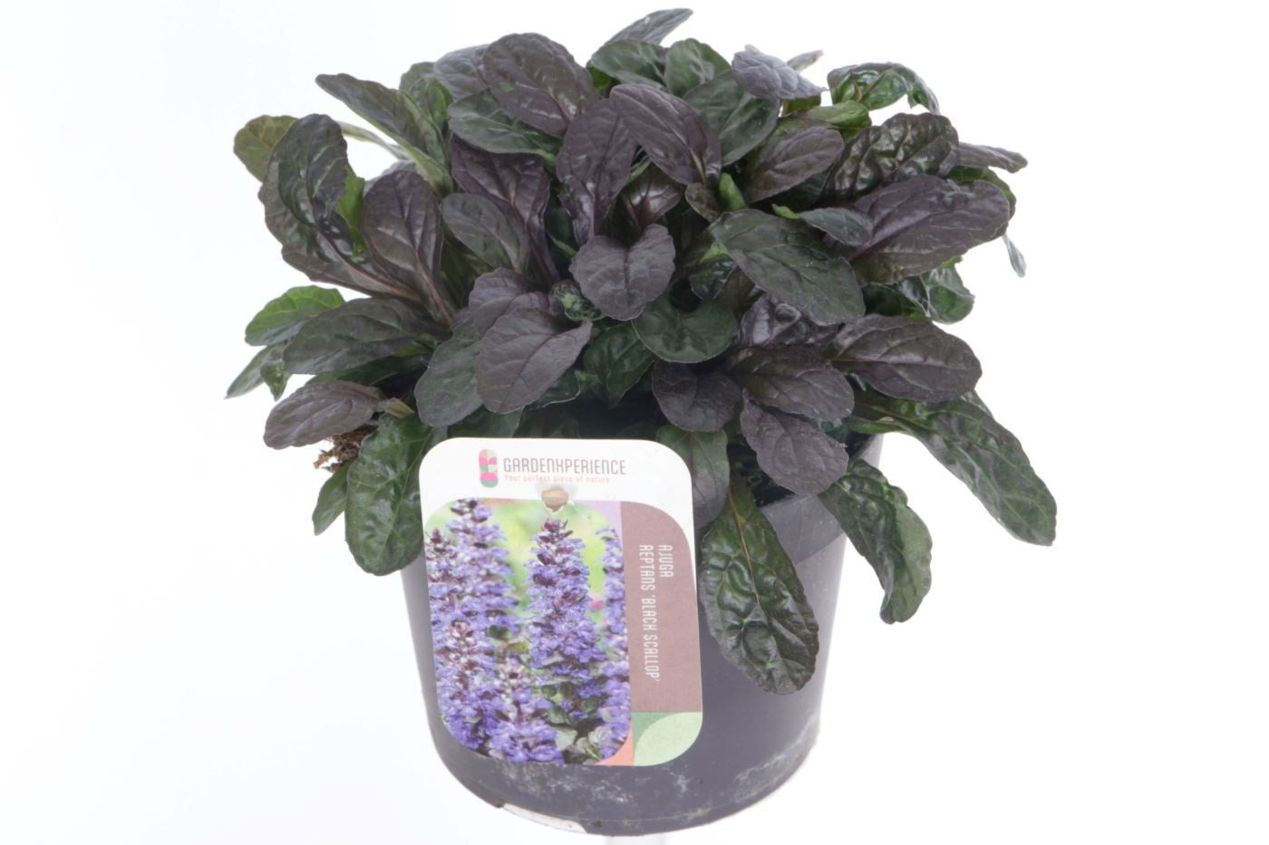 Ajuga reptans 20cm 13cm Pot