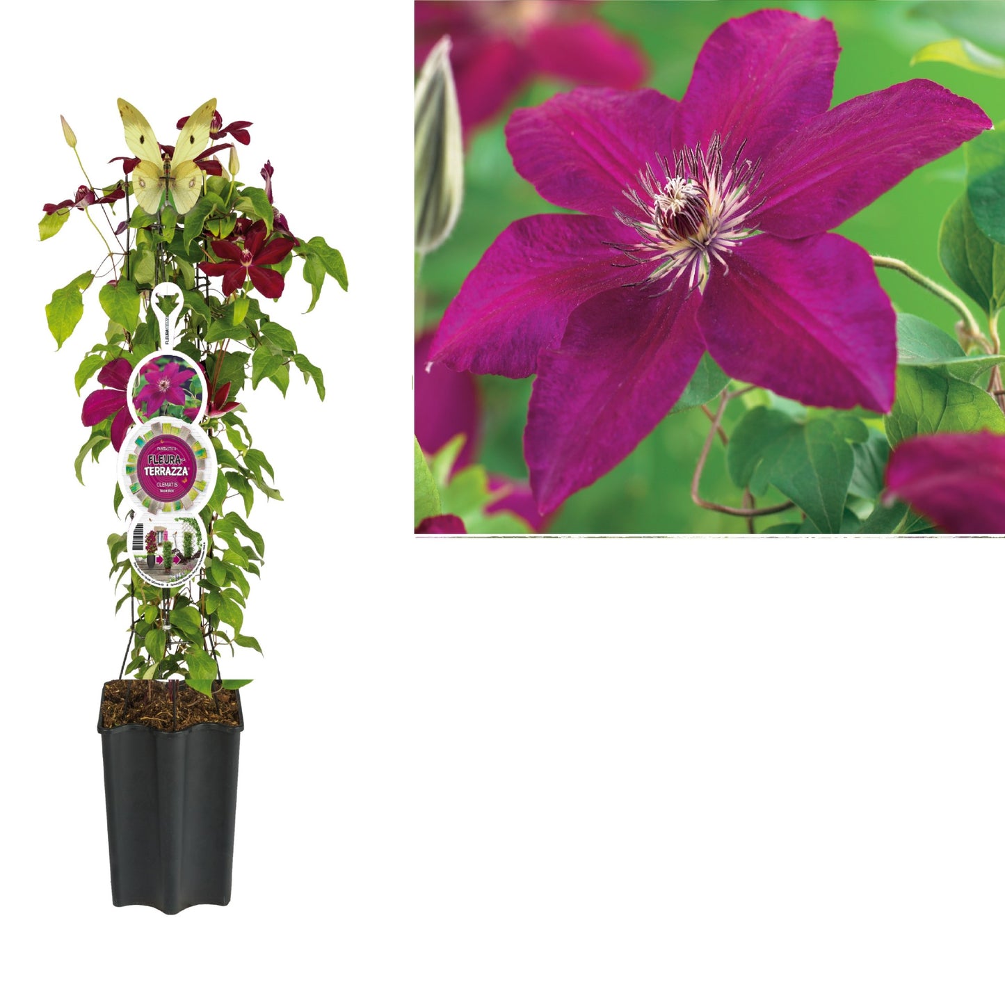 Clematis Westerplatte 75cm 19cm Pot