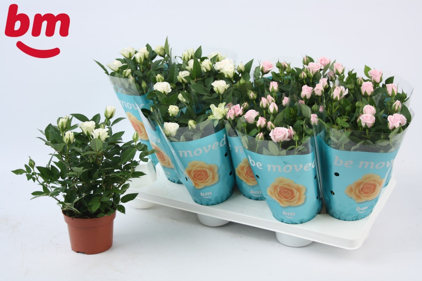 Rosa Beau Monde mix 25cm 10.5cm Pot