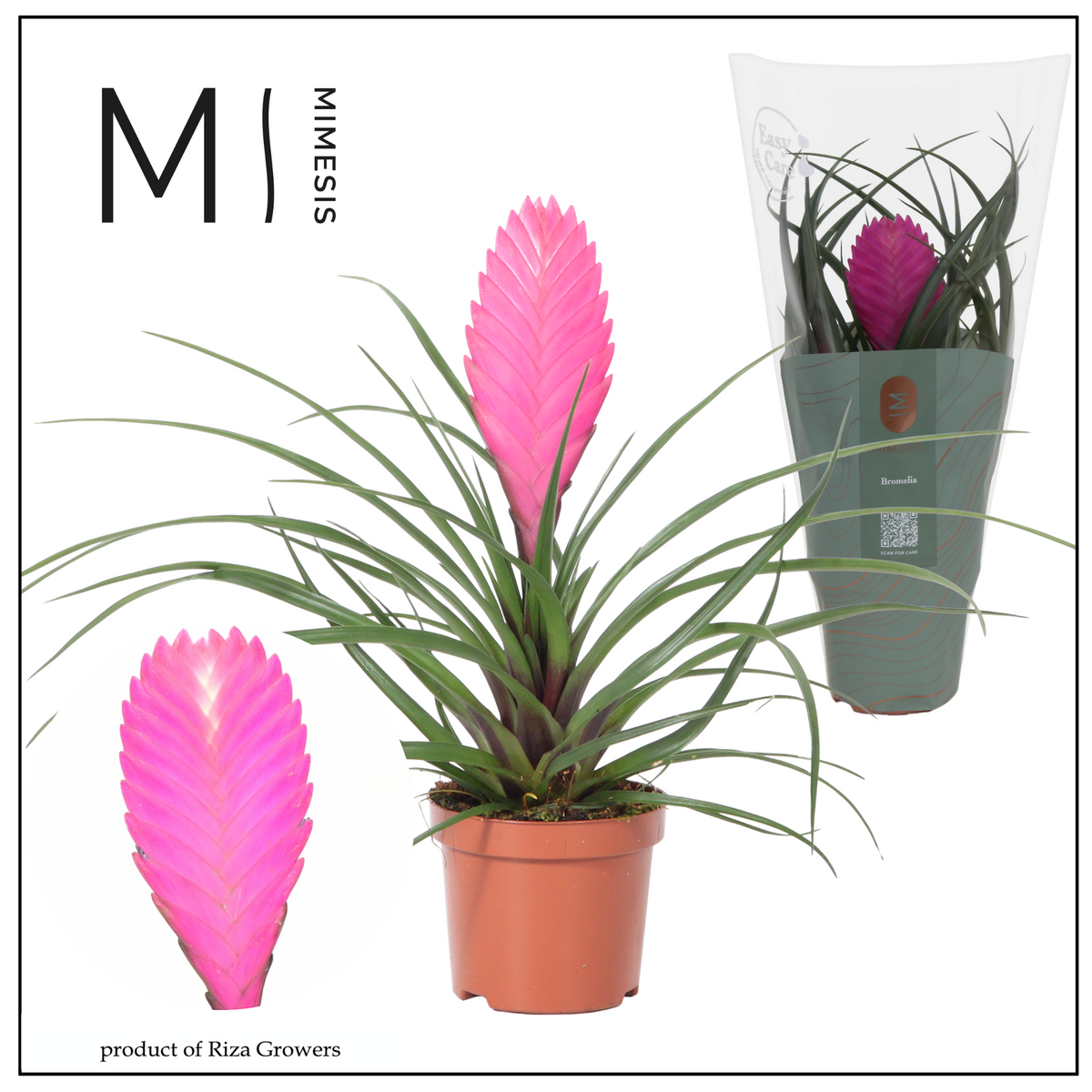 Tillandsia Vincent 33cm 12cm Pot